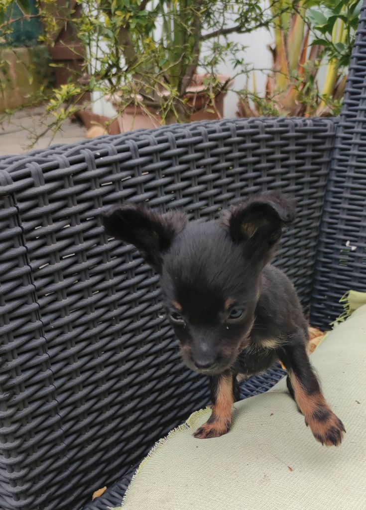 Des Toys De Janas - Chiot disponible  - Russkiy Toy (Petit Chien Russe)