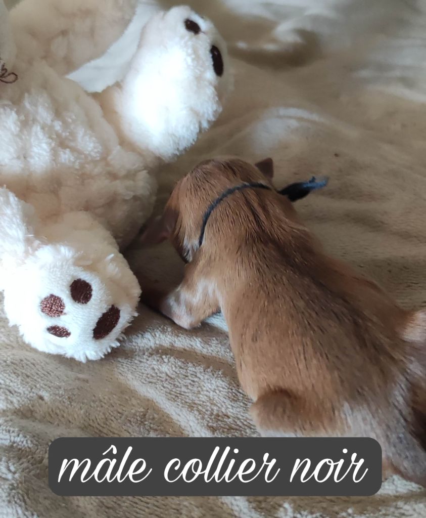 Des Toys De Janas - Chiot disponible  - Russkiy Toy (Petit Chien Russe)