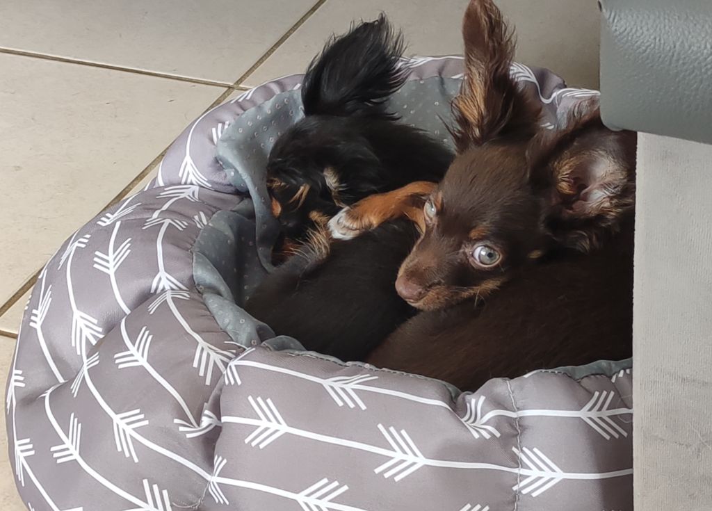 Les Bébés de Témy