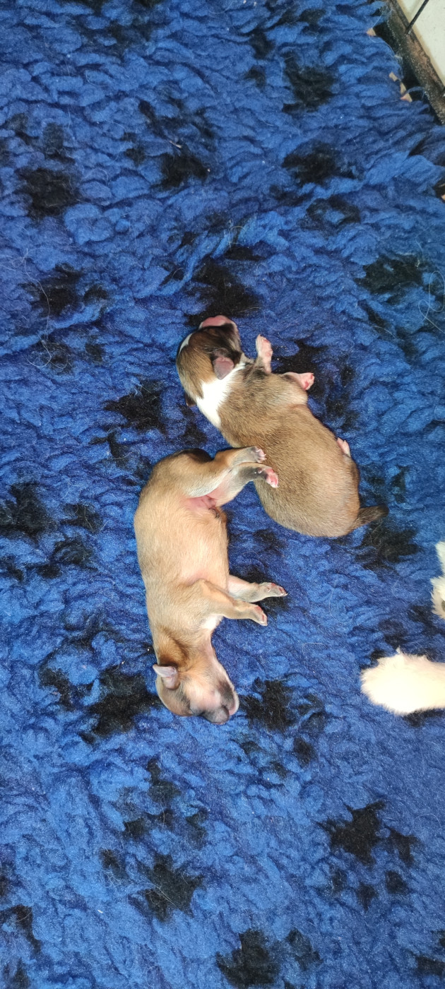 Chiot Spitz allemand Des Toys De Janas
