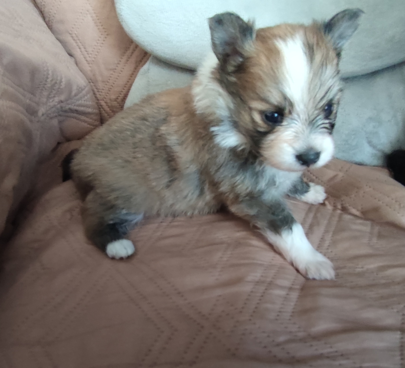 Des Toys De Janas - Chiots disponibles - Spitz allemand