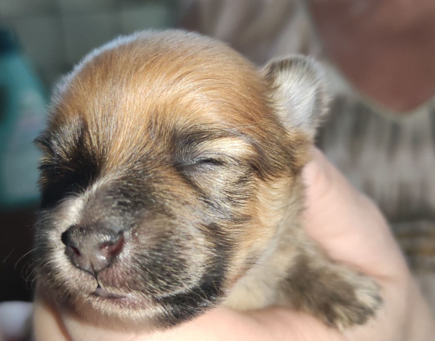 Des Toys De Janas - Chiots disponibles - Spitz allemand