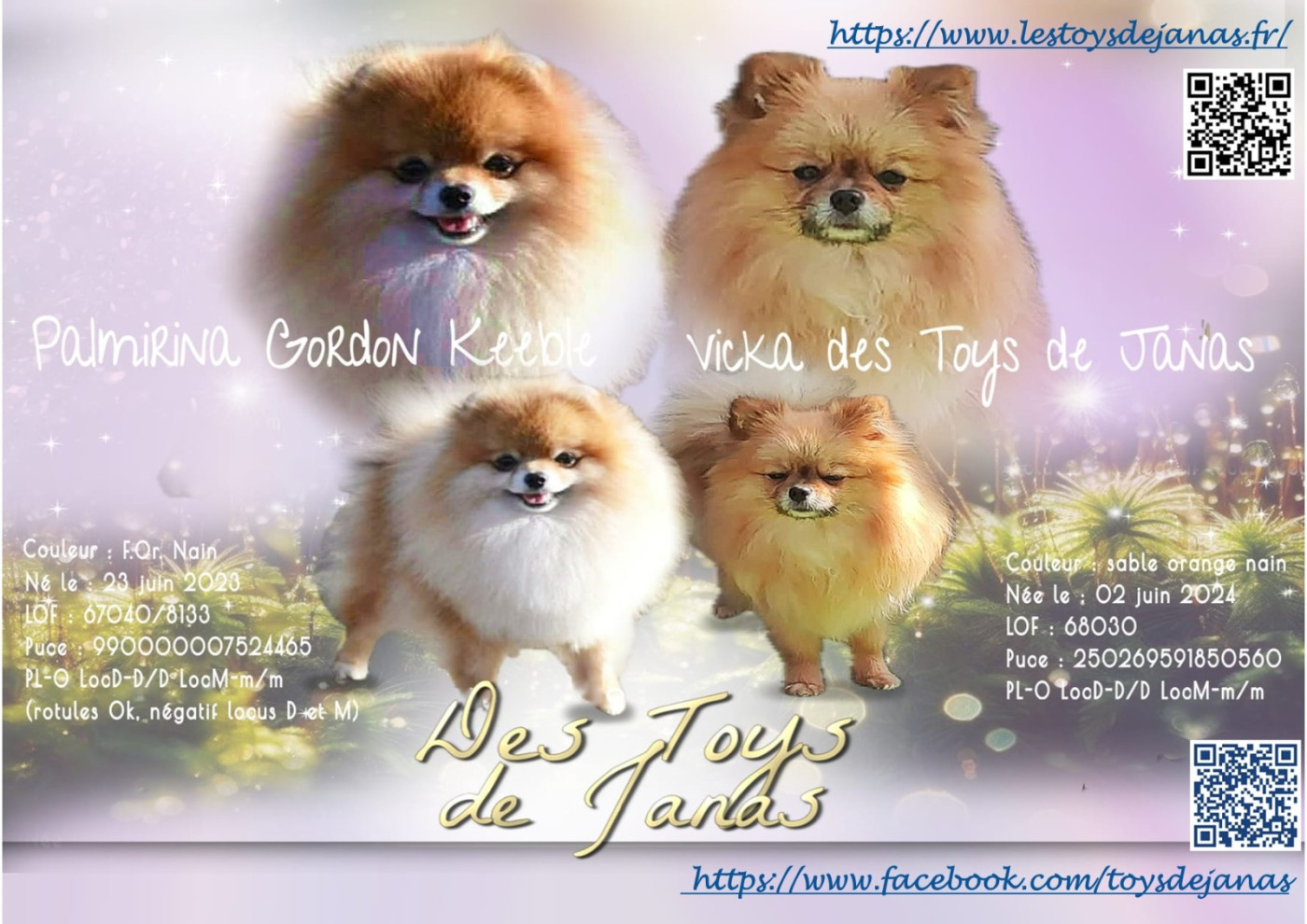 Des Toys De Janas - Spitz allemand - Portée née le 13/05/2026