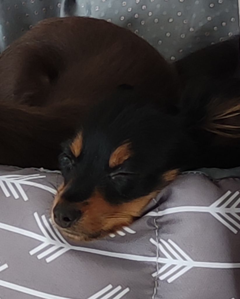 Des Toys De Janas - Chiots disponibles - Russkiy Toy (Petit Chien Russe)