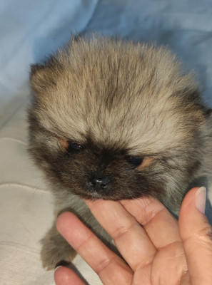 Chiot N°1