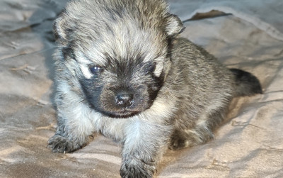 Chiot N°2